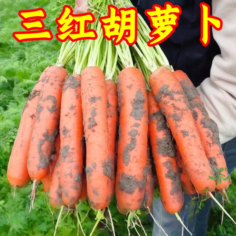 三红九寸红胡萝卜种子四季胡萝卜的种子水洗红萝卜兔子草种籽子