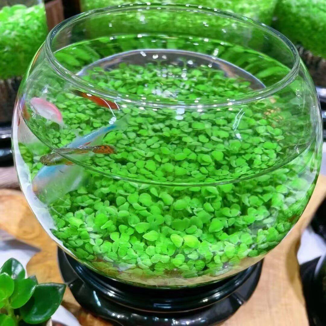 四季水草种子水培鱼缸玻璃瓶