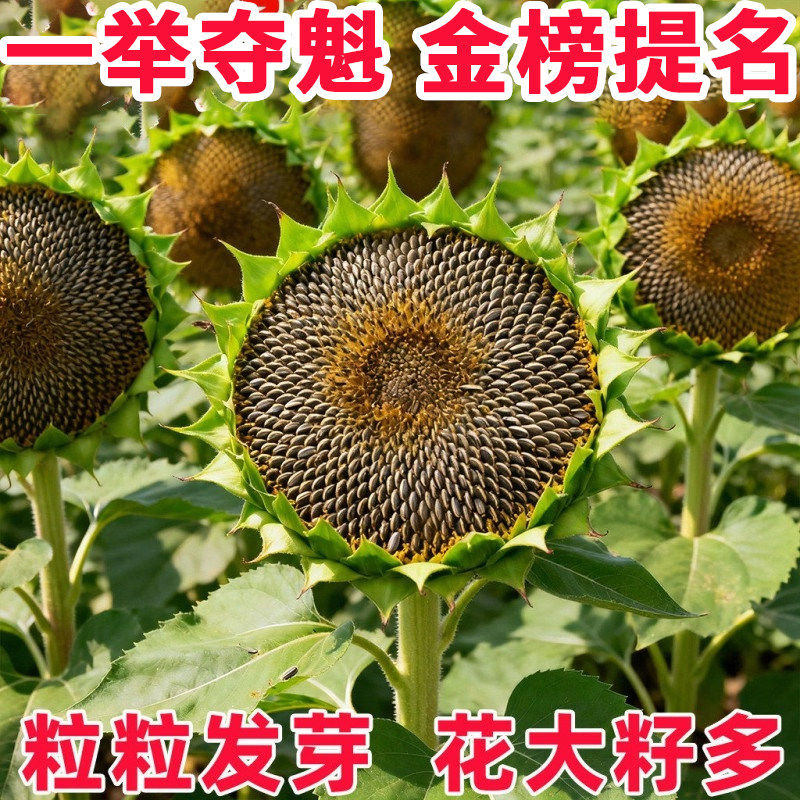 农科院矮大头向日葵种子