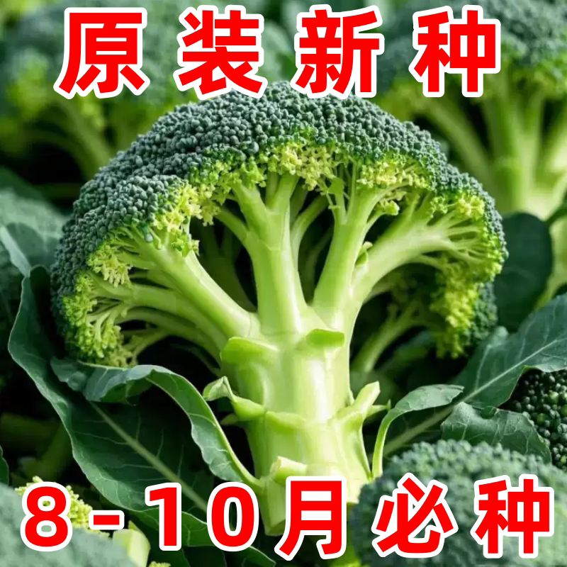 西兰花种子四季播耐热抗寒