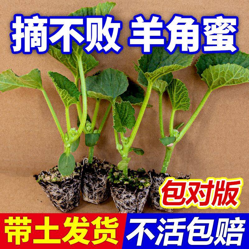 羊角蜜甜瓜秧苗超甜羊角脆酥薄皮阳台四季易种春播蔬菜种子辣椒