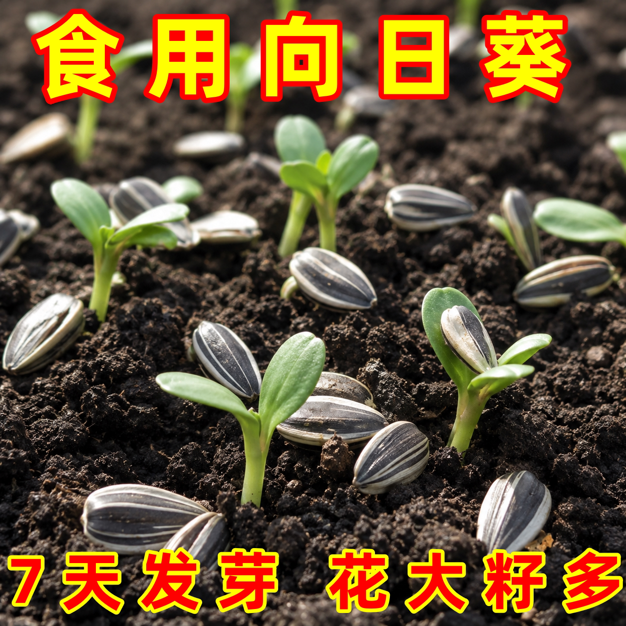 大型向日葵种子高产饱满大粒
