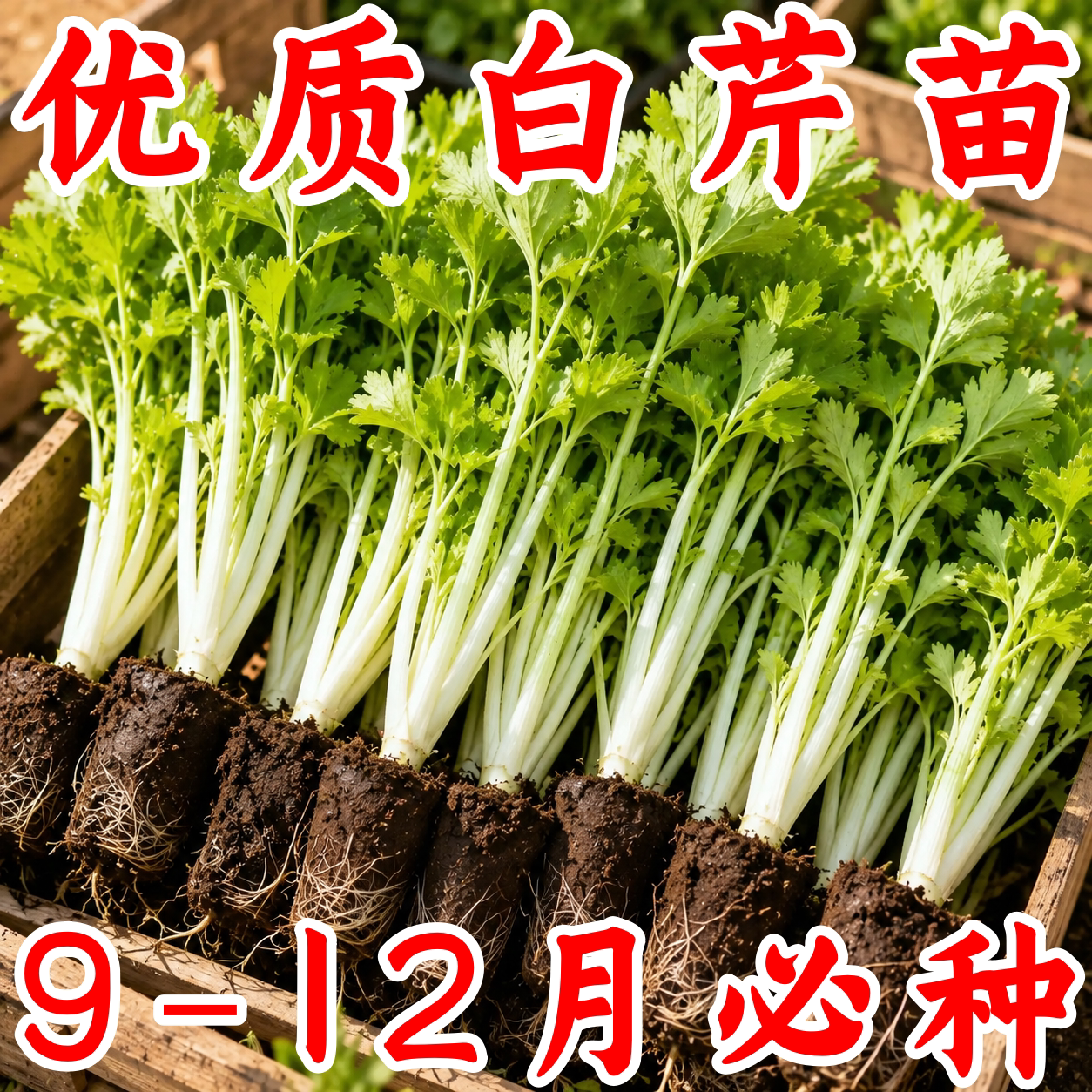 四季脆嫩白芹菜苗种子