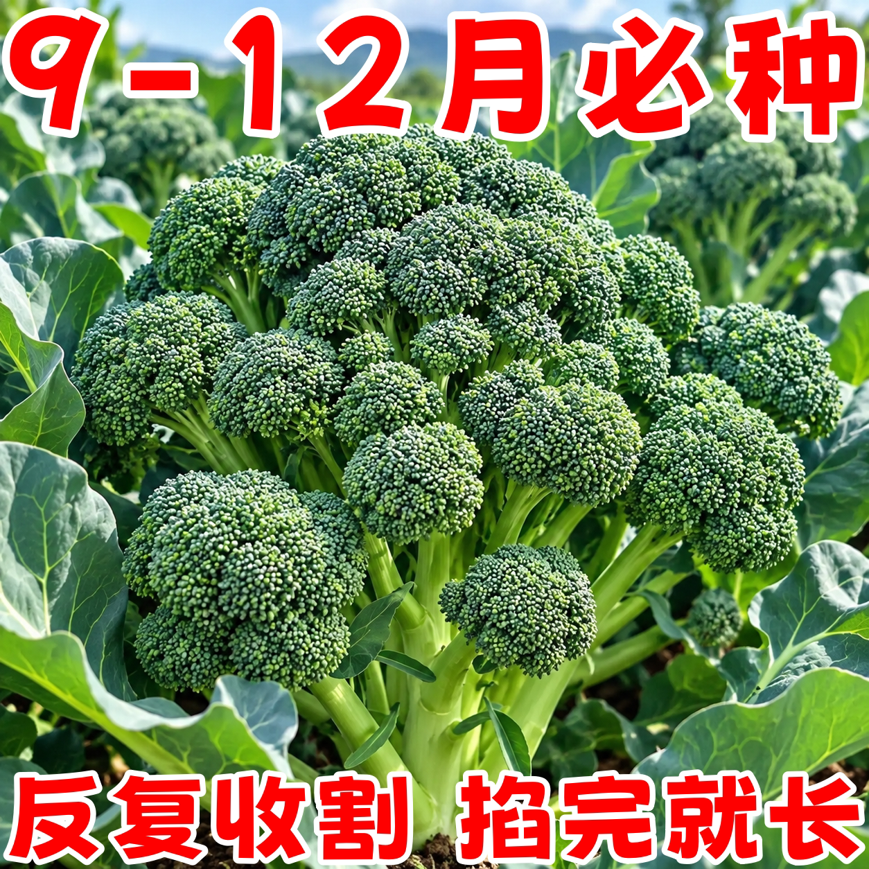 云南农家自种新鲜脆嫩西兰花苔