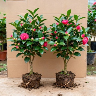 香妃山茶花盆栽带花苞花卉植物室内绿植好养耐寒树苗大花五色赤丹