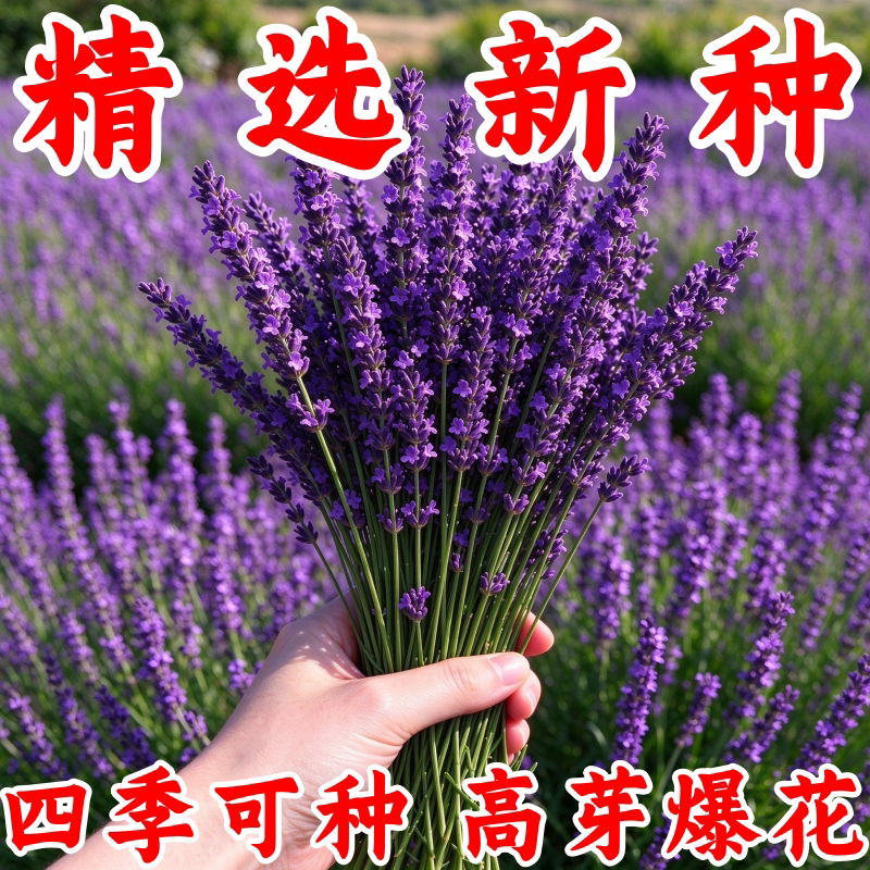 普罗旺斯薰衣草种子四季易活