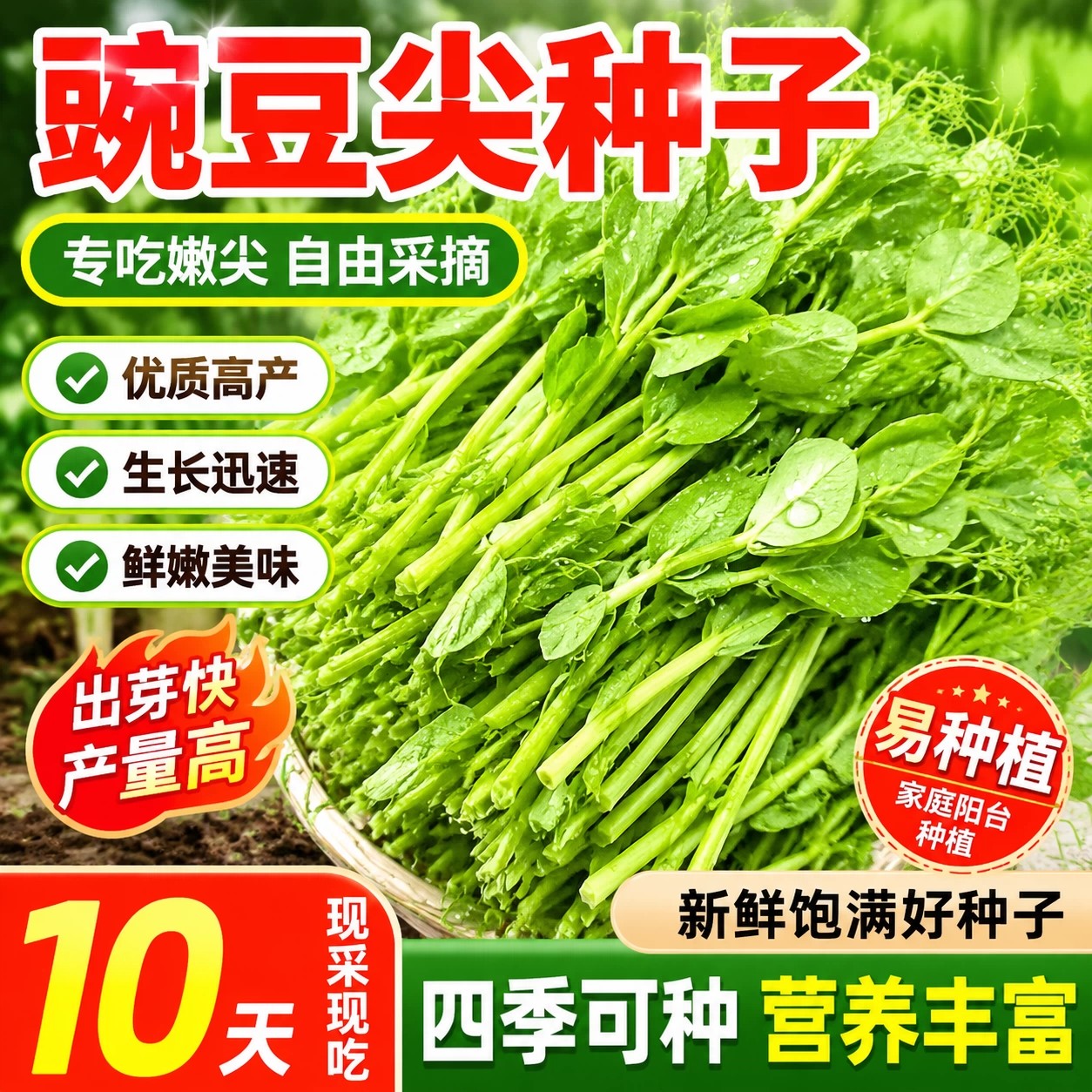 豌豆尖甜豌豆苗种子四季可播