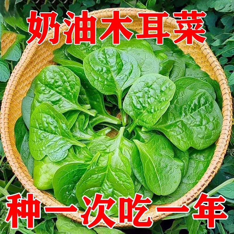 大叶木耳菜种子高钙耐热当年新