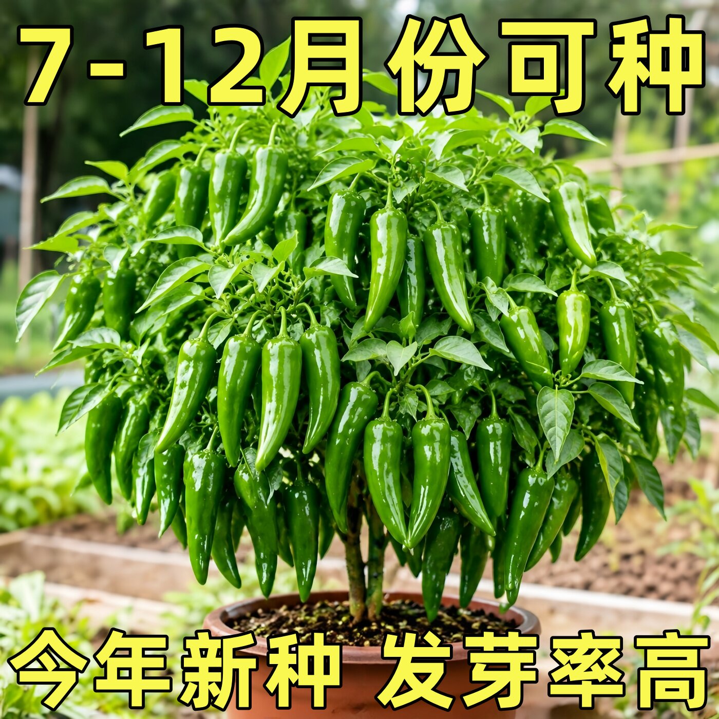 正宗湖南樟树港辣椒种子高产盆栽