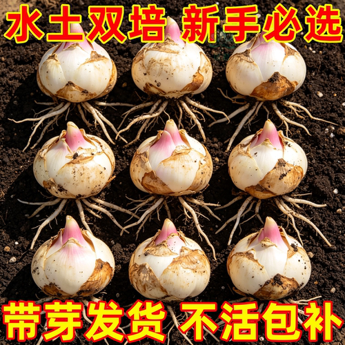进口重瓣香水百合种球浓香盆栽