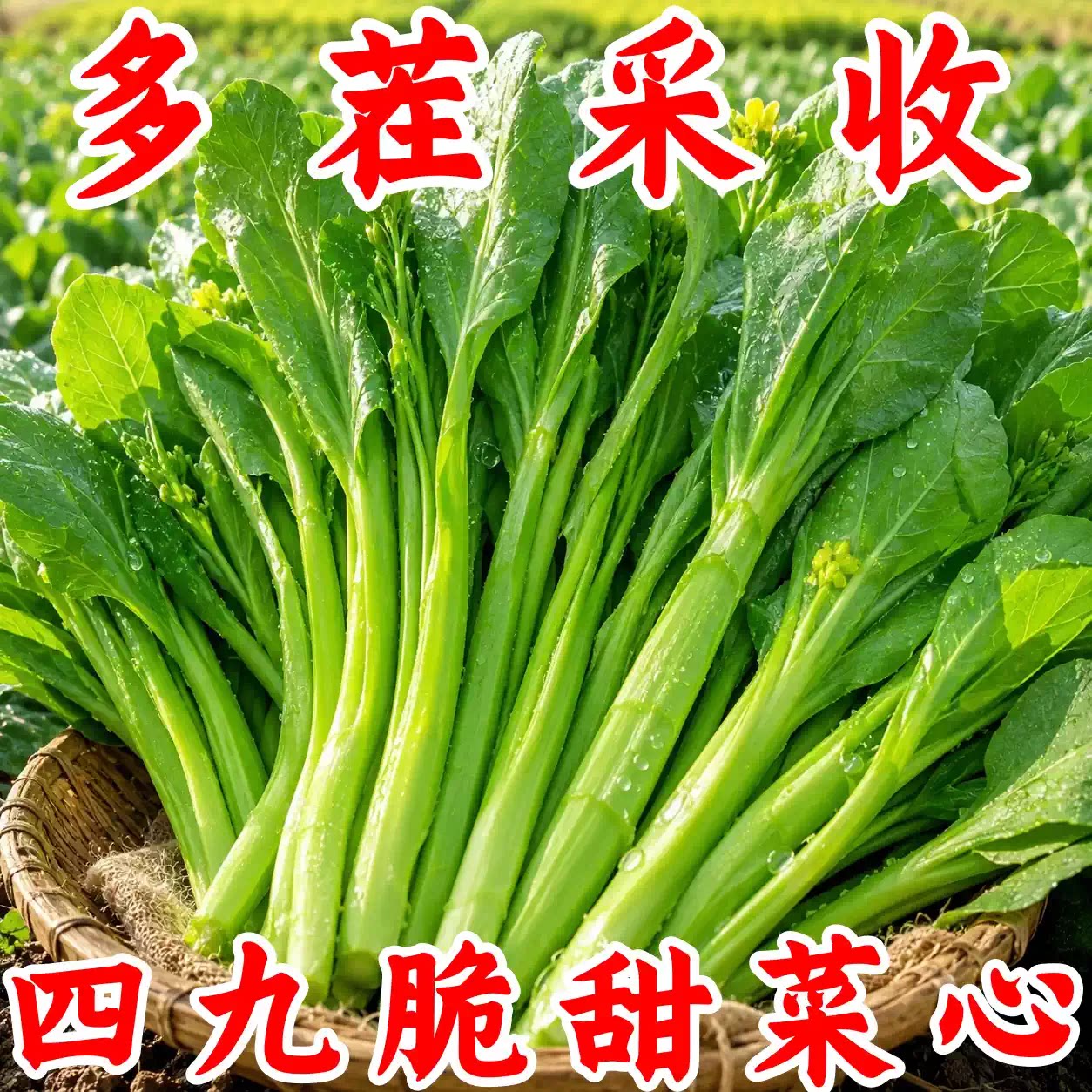 速生耐高温割完又长菜心种子