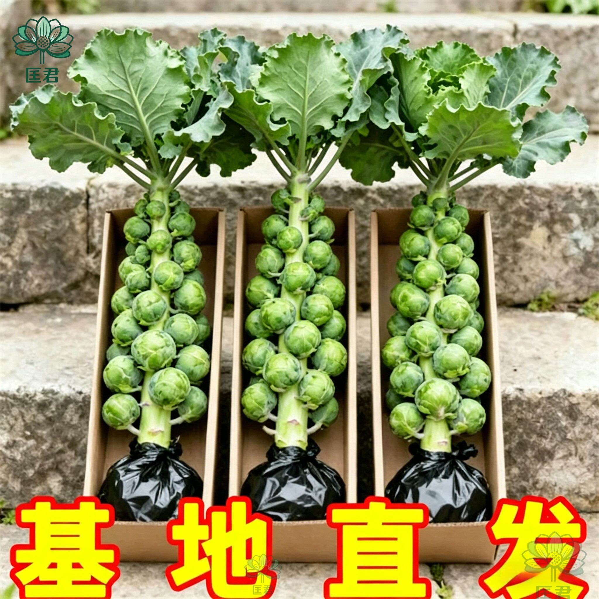 寿光抱子甘蓝苗带土球耐热耐寒