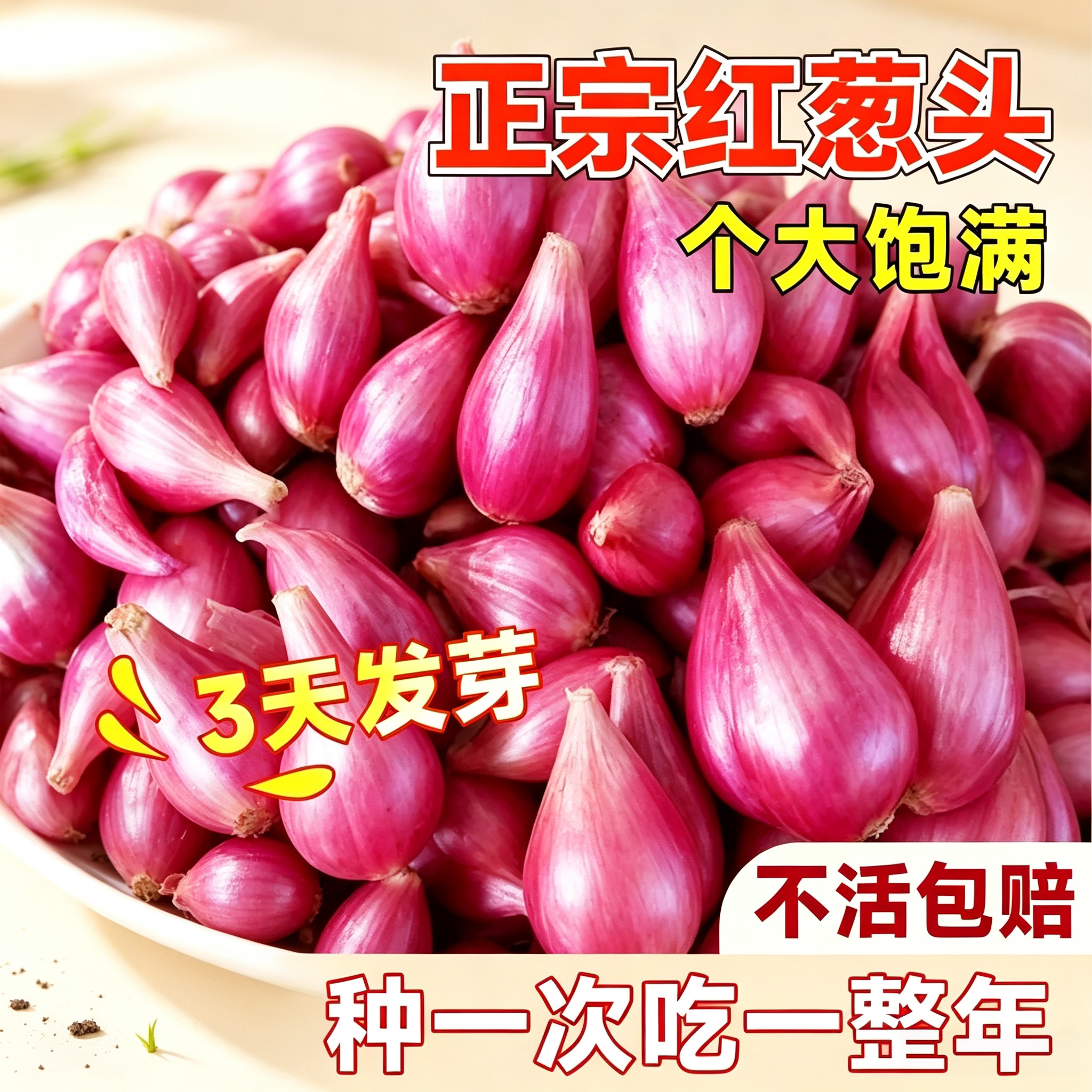 四川本地四季小香葱种子