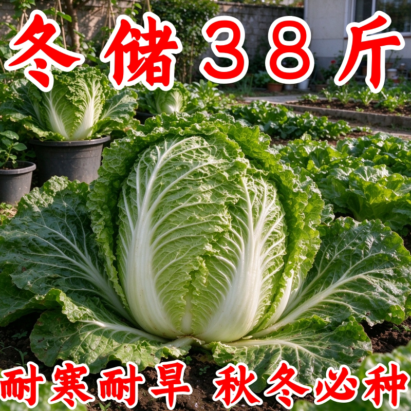 秋冬储包心大白菜种子38斤高产