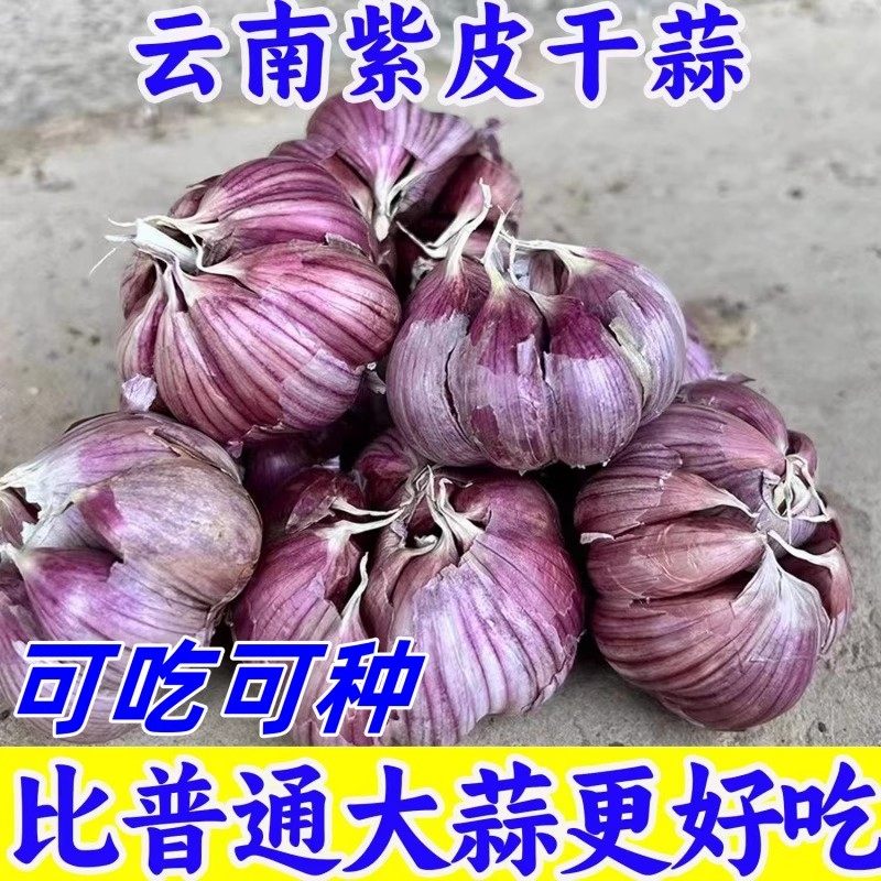 2025年晒干云南紫皮蒜红皮香蒜优质干大蒜头大蒜种子紫皮大蒜,鲜花速递/花卉仿真/绿植园艺,红掌/凤梨/温室花卉,淘宝优惠券,粉丝福利购,淘宝优惠卷