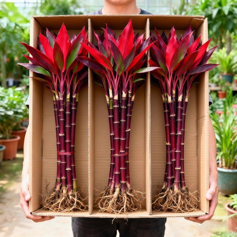 带根紫竹鸿运当头富贵竹水培绿植物盆栽粗杆客厅招财竹子室内花卉,鲜花速递/花卉仿真/绿植园艺,红掌/凤梨/温室花卉,淘宝优惠券,粉丝福利购,淘宝优惠卷