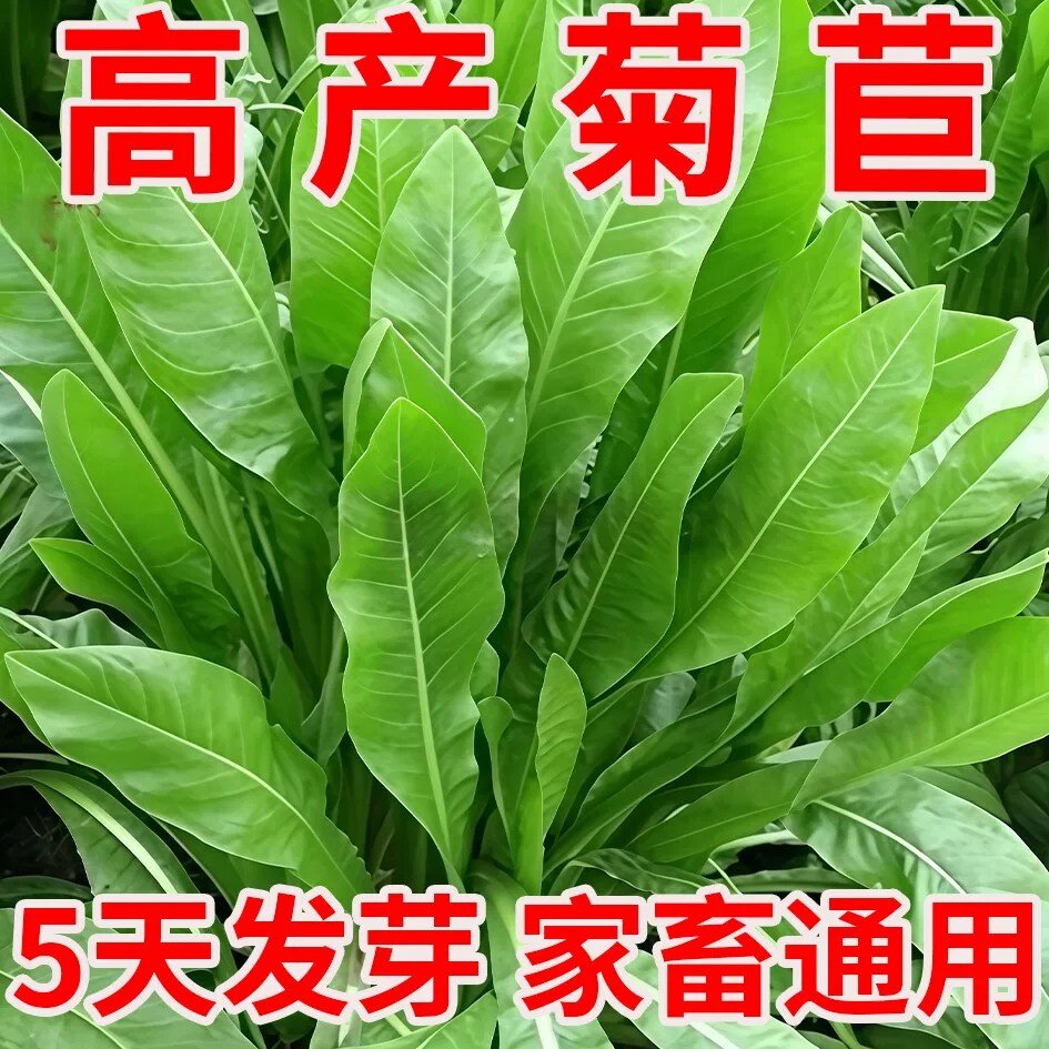 四季种植大叶苦菊菊苣种子