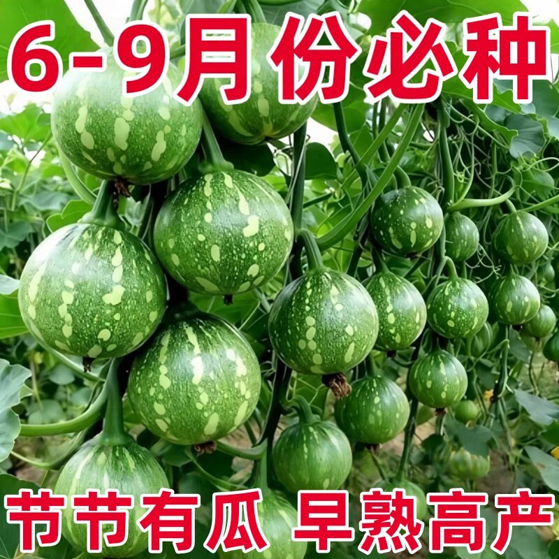 早熟耐热一串铃小南瓜种子