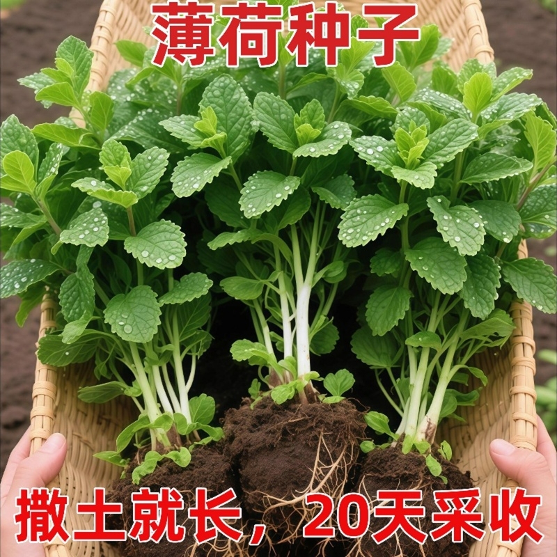 食用薄荷种籽子四季播种花种子香水留兰香猫薄荷驱蚊室内阳台盆栽