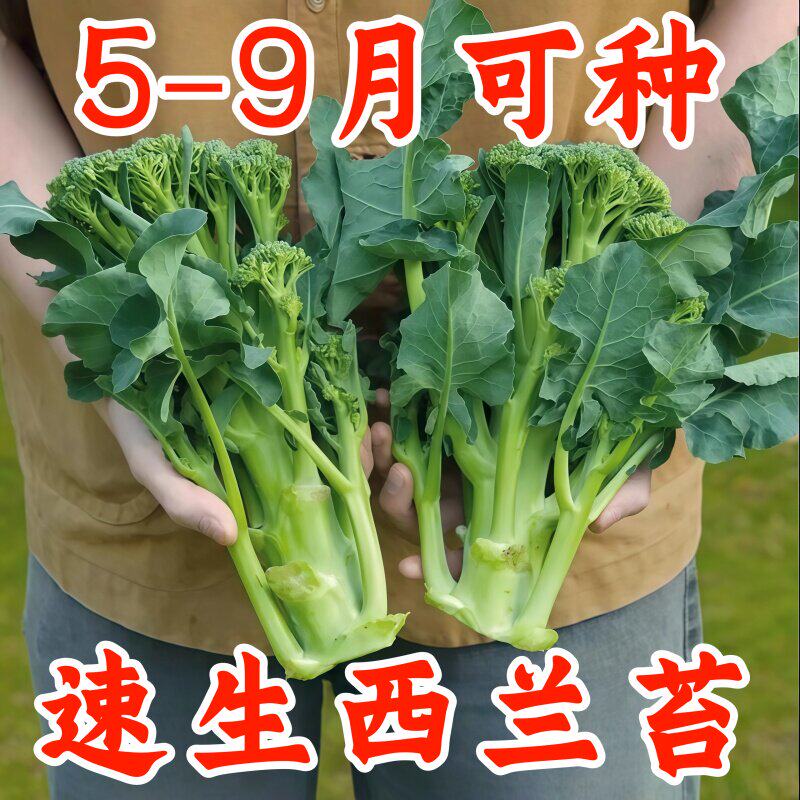 西兰苔菜种子西洋芥兰种籽芥蓝菜苔四季阳台盆栽西兰蓝花蔬菜孑