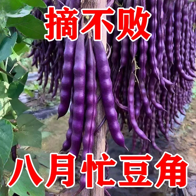 八月忙耐寒耐热高产无筋四季豆种