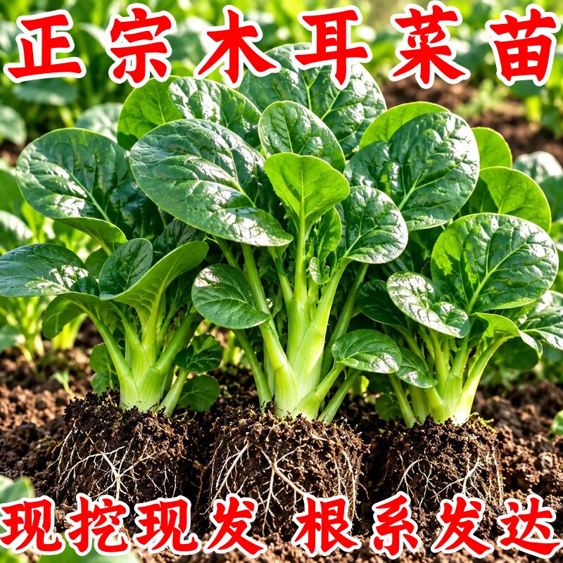 木耳菜苗高产滑嫩露天农家菜园