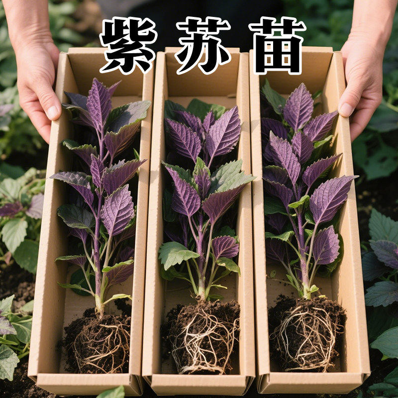 可食用紫苏苗棵带土带根发货大叶新鲜紫苏幼苗四季盆栽阳台种植