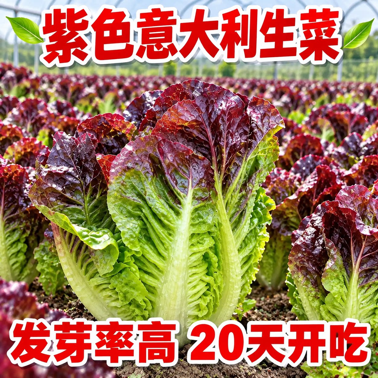 意大利紫叶生菜种子春秋播