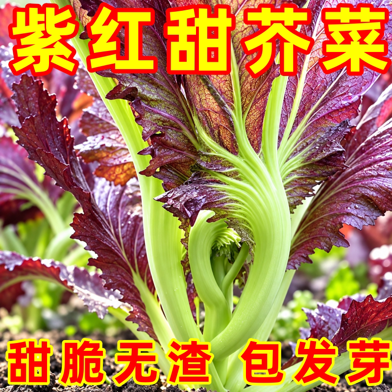 紫红甜芥菜种子春秋播宽帮大叶