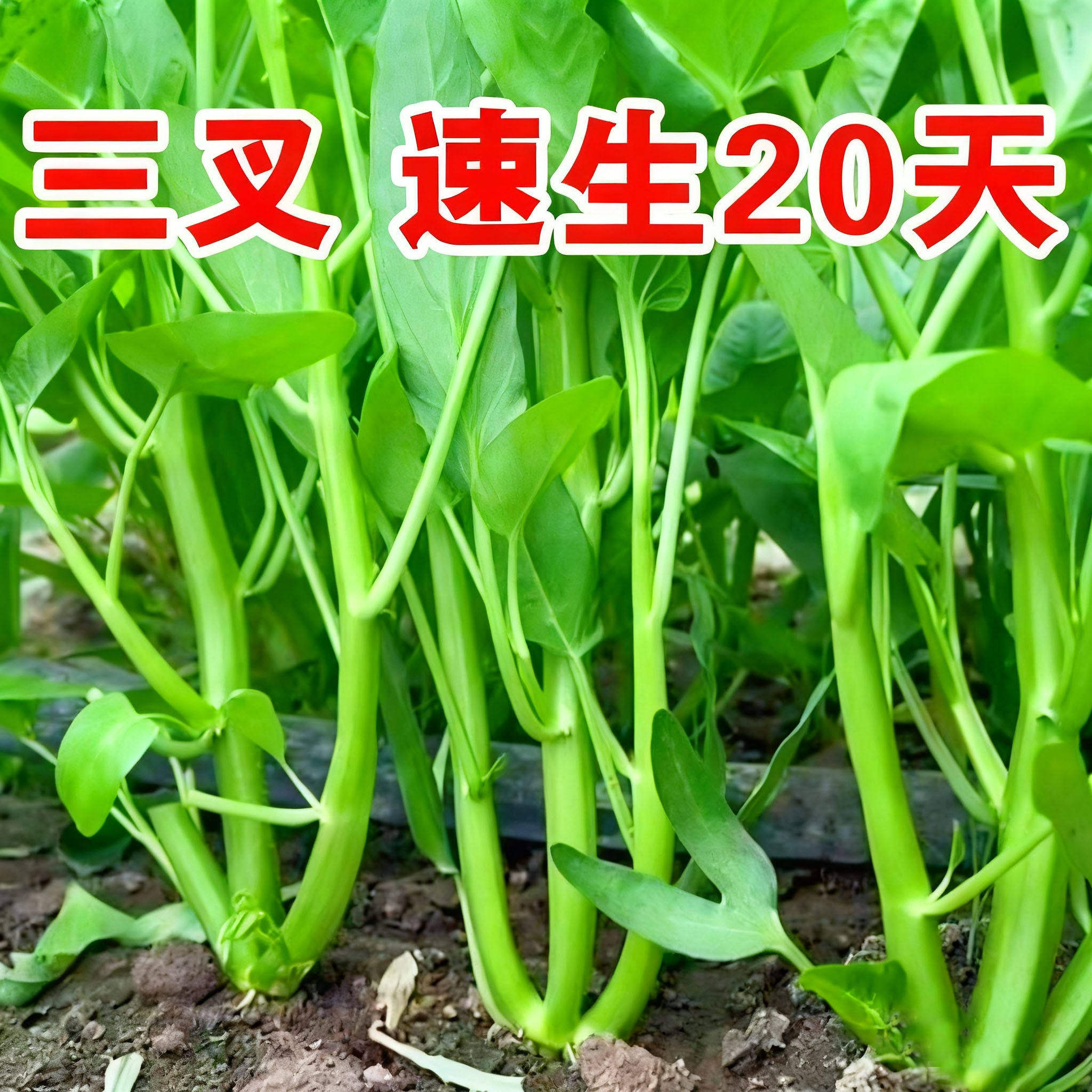 三叉空心菜种子四季大叶空心菜柳叶白梗耐寒高产老品种蔬菜籽大全