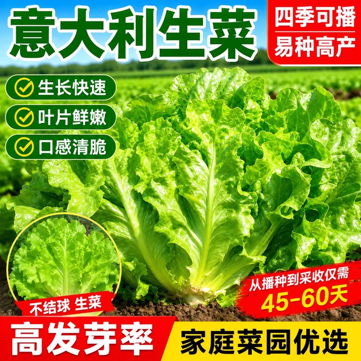 大速生菜种子四季播易种可生吃