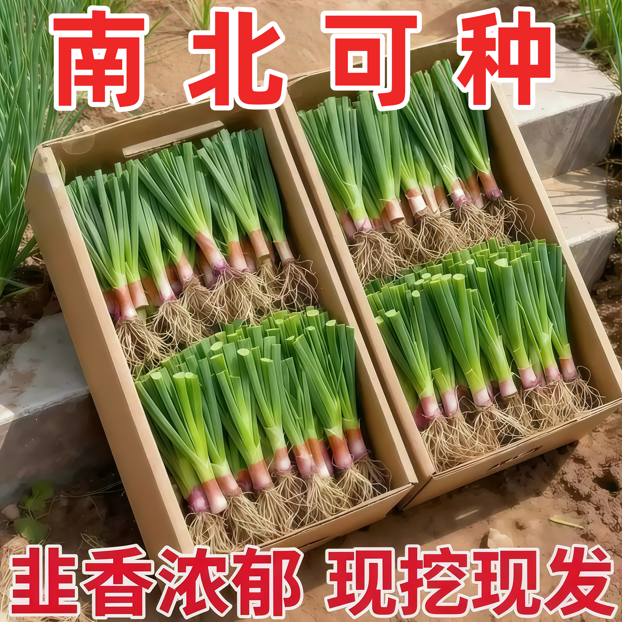 现挖新鲜宽叶紫根韭菜苗