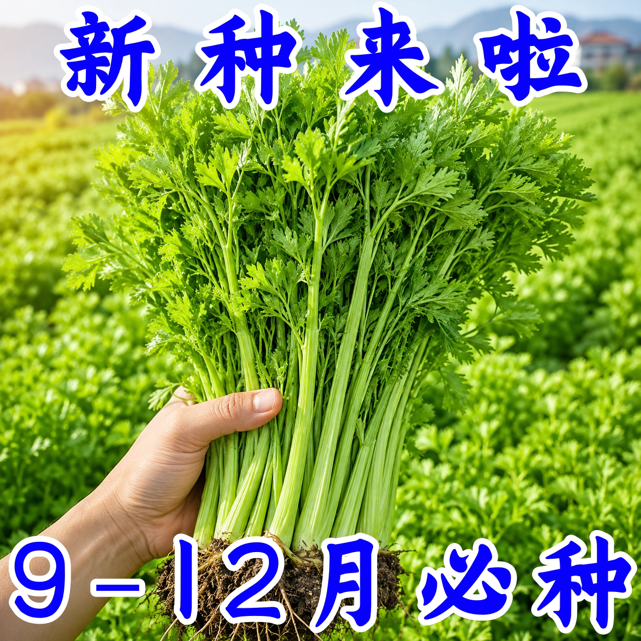 四季香芹种子苗秧蔬菜种籽