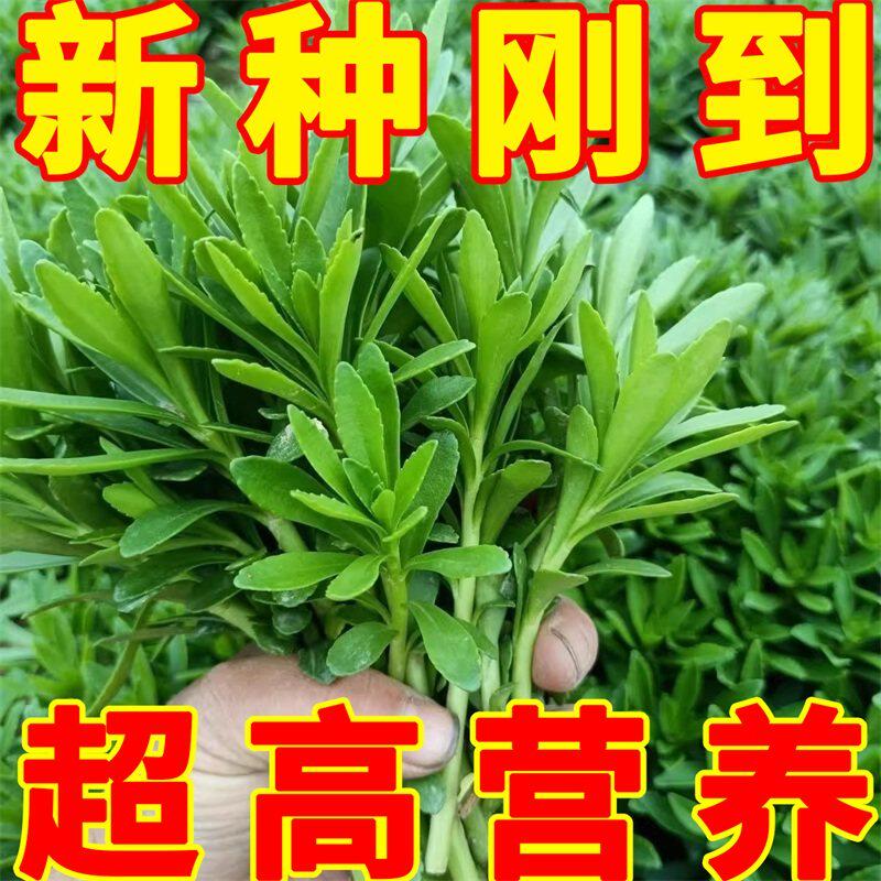 养心菜根苗救心菜种子高钙菜种植盆栽保健带叶带土防蚊虫驱蚊草苗