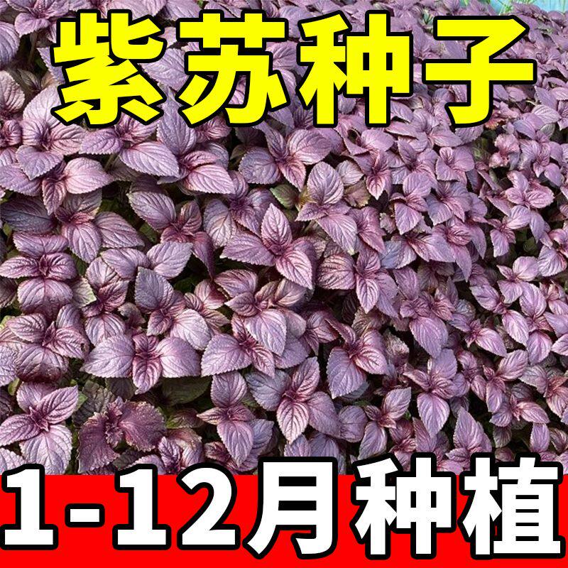 可食用大叶紫苏种子四季播批发