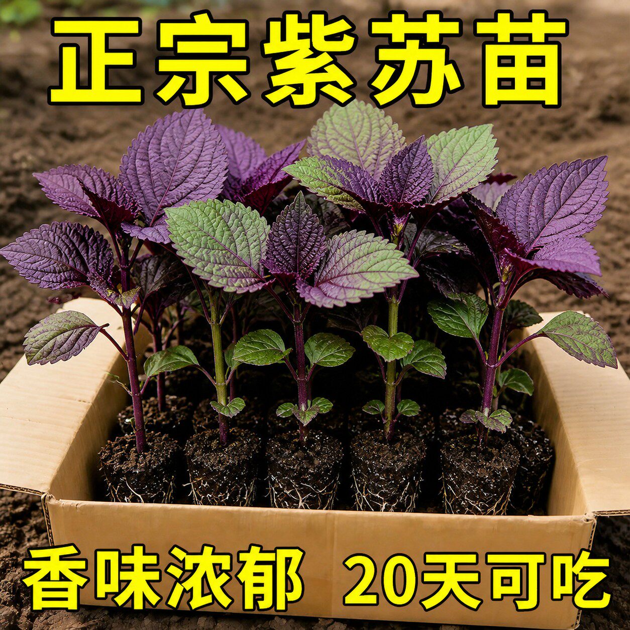 正宗农家紫苏苗现摘浓香可食用