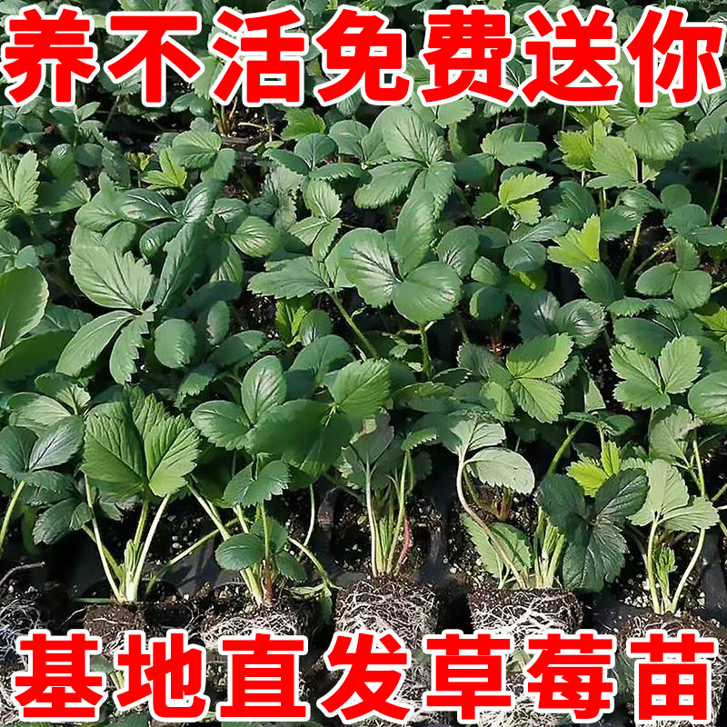奶油红颜草莓盆栽带土带花带果