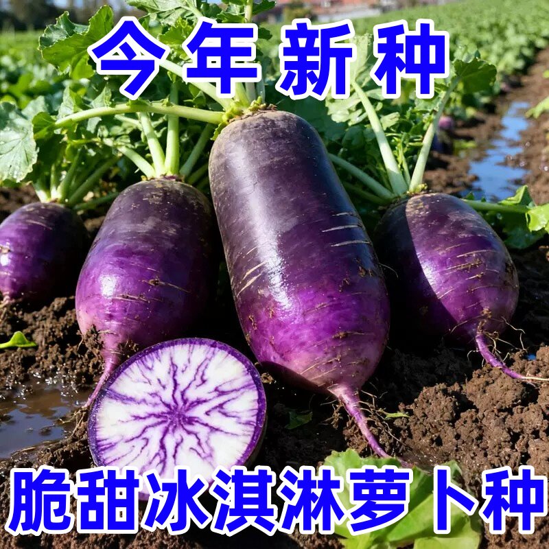 紫皮冰淇淋水果萝卜种子