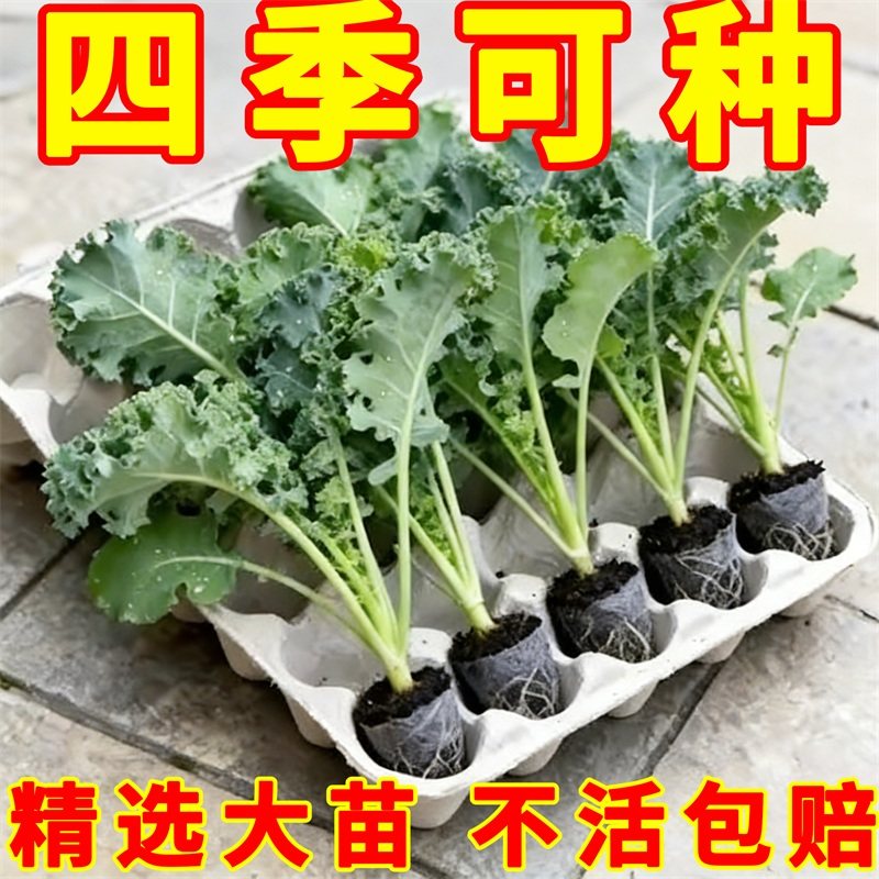 绿羽衣甘蓝苗紫羽衣甘蓝苗盆栽阳台可食用秋冬蔬菜冬天菜苗新鲜,鲜花速递/花卉仿真/绿植园艺,红掌/凤梨/温室花卉,淘宝优惠券,粉丝福利购,淘宝优惠卷