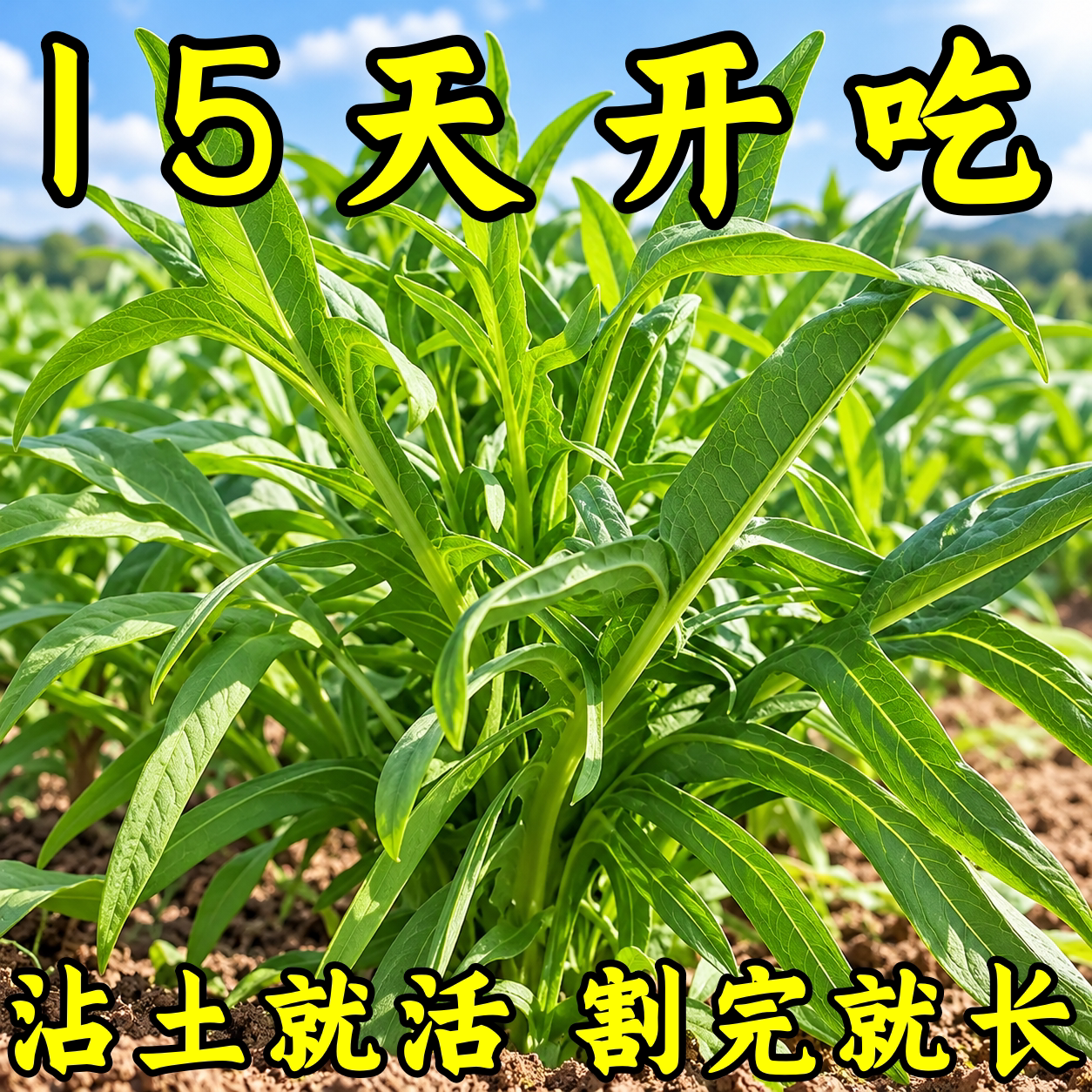 四季甜麦菜苦麻菜种子阳台