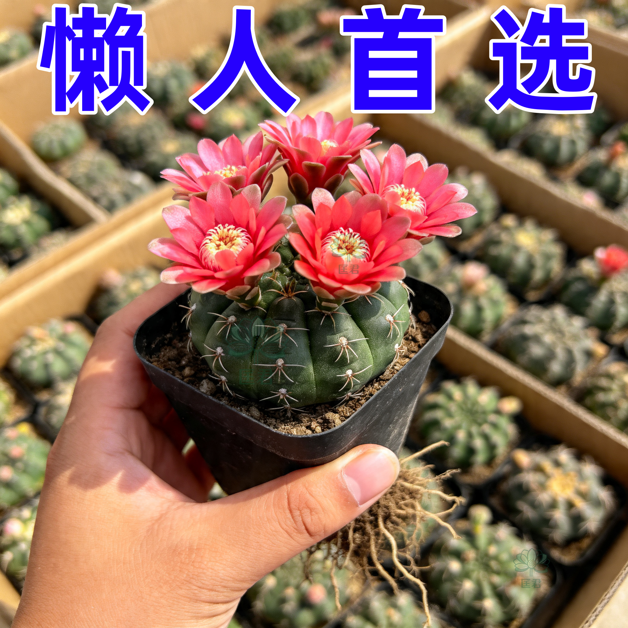 实生大颗绯花玉仙人球带苞易开花