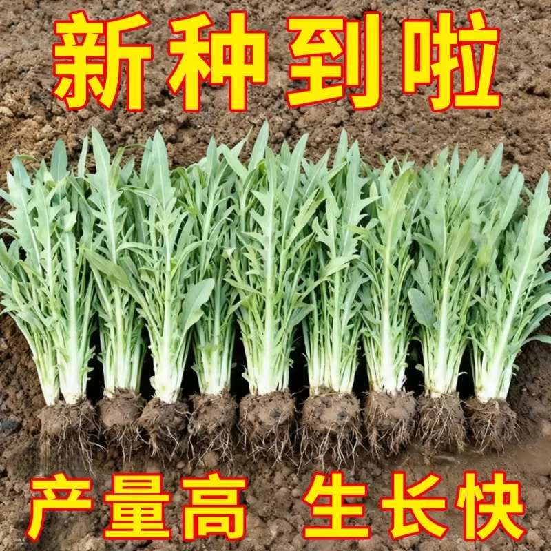 四季花芽甜麦菜种子广东甜麦菜苦麻菜籽青菜春秋季阳台蔬菜种孑籽
