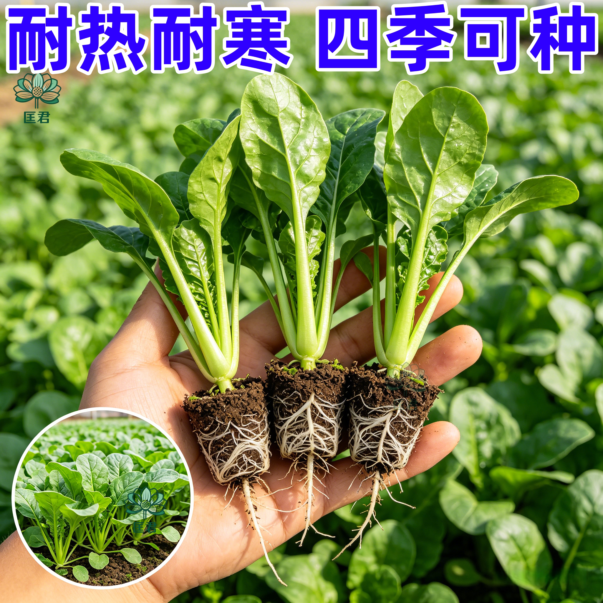 广东甜菜心苗抗热耐湿春秋播
