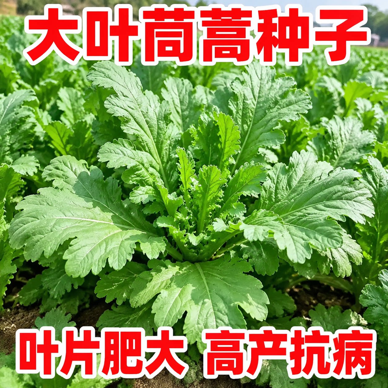 大叶茼蒿种子四季高产耐热耐寒