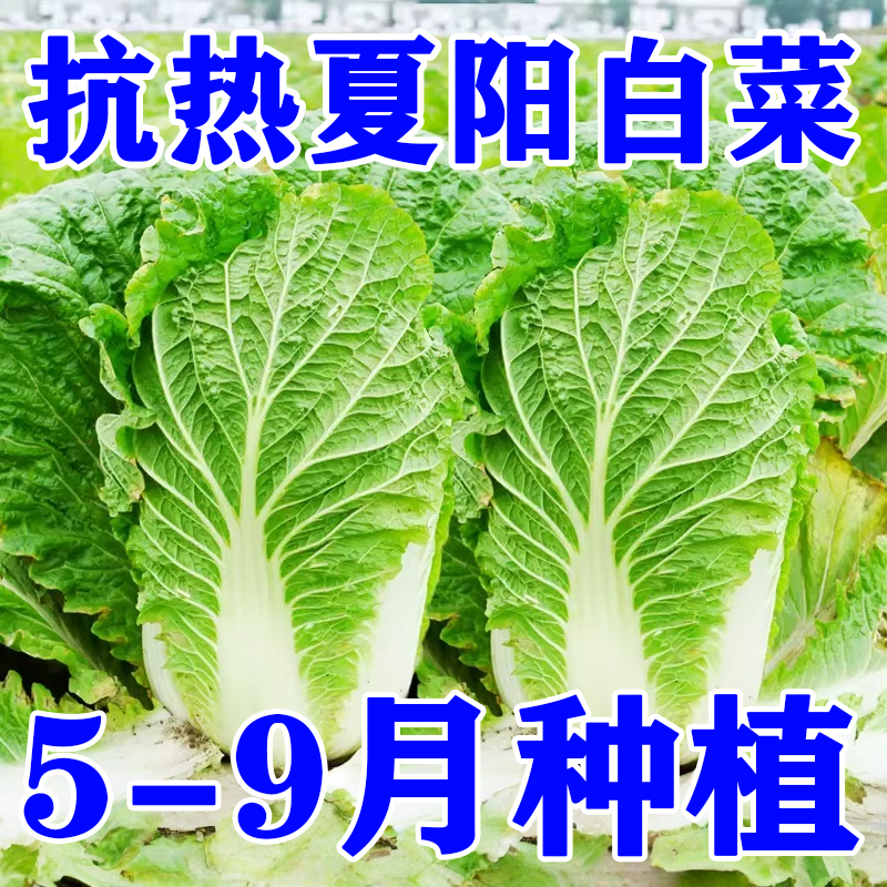 夏阳大白菜种子50天早熟抗热