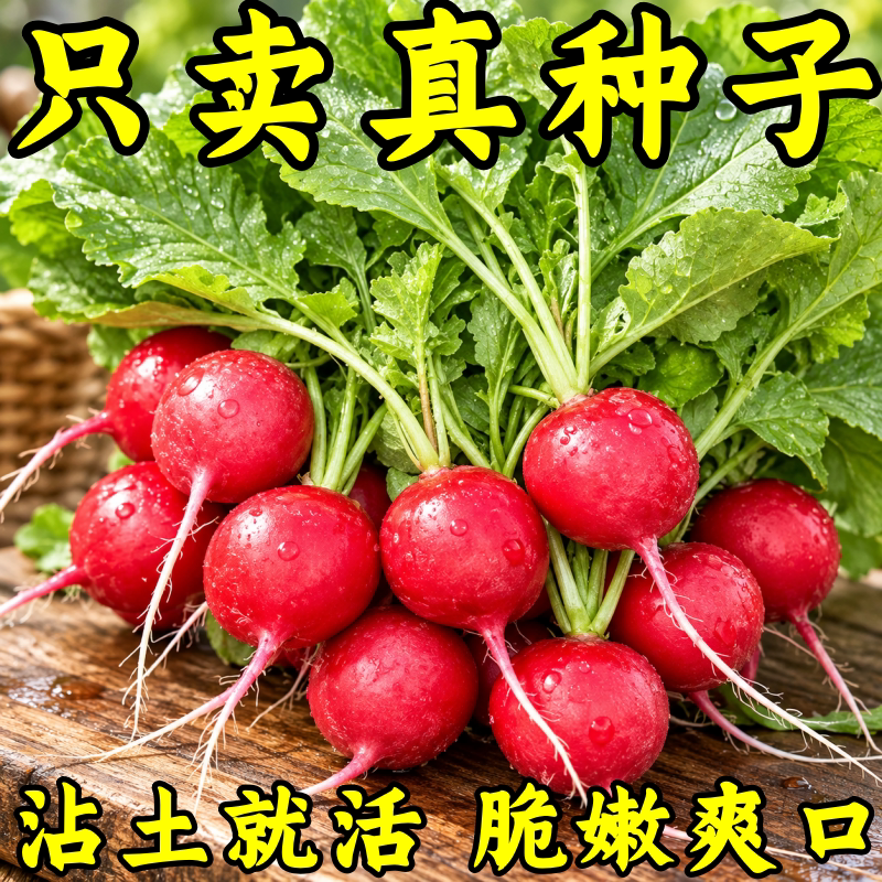 四季樱桃萝卜种子脆甜多汁