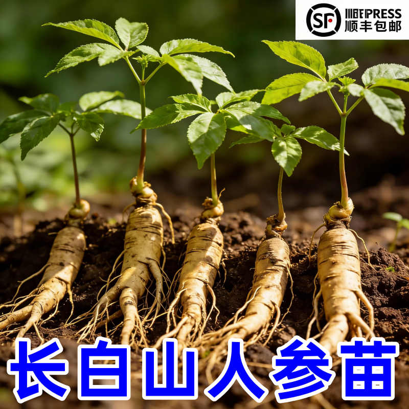 人参活苗盆栽人参苗带土长白山人参苗子种植带盆种苗野山参幼苗