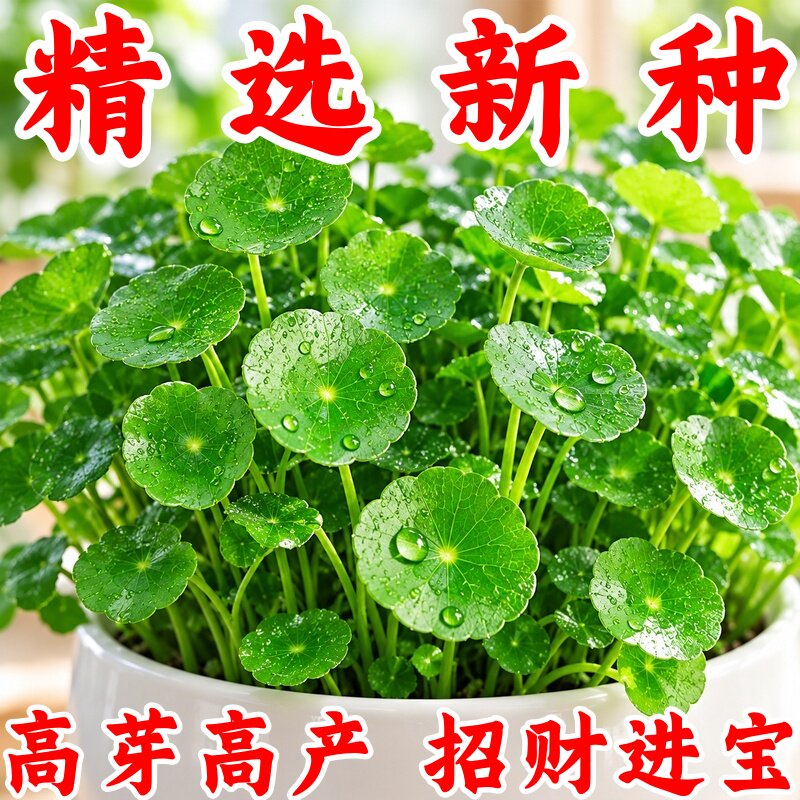 铜钱草种子速长水培四季播招财