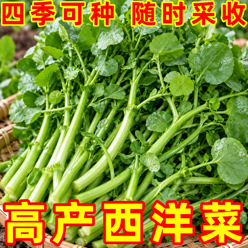 广州四季阳台盆栽蔬菜种子
