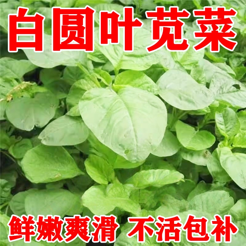 老品种白苋菜种子圆叶青苋菜种子农家四季阳台盆栽庭院蔬菜种子籽
